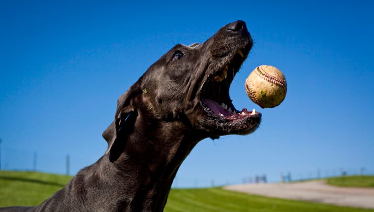 Diensthund fängt Homerun-Ball beim Frühjahrstrainingsspiel