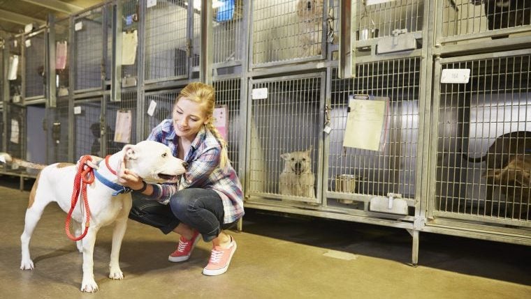 California Animal Shelter feiert, nachdem es 1.000 Hunde in 3 Monaten gerettet hat