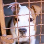 Ausgesetzter Pitbull sucht 660 Tage nach Ankunft im Tierheim für immer ein Zuhause