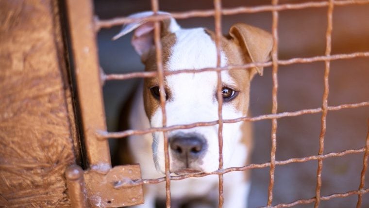 Ausgesetzter Pitbull sucht 660 Tage nach Ankunft im Tierheim für immer ein Zuhause
