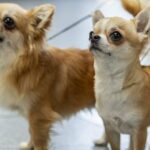 Nachdem 2 Hunde gestorben sind, beschuldigen Einwohner von Atlanta Mystery Powder