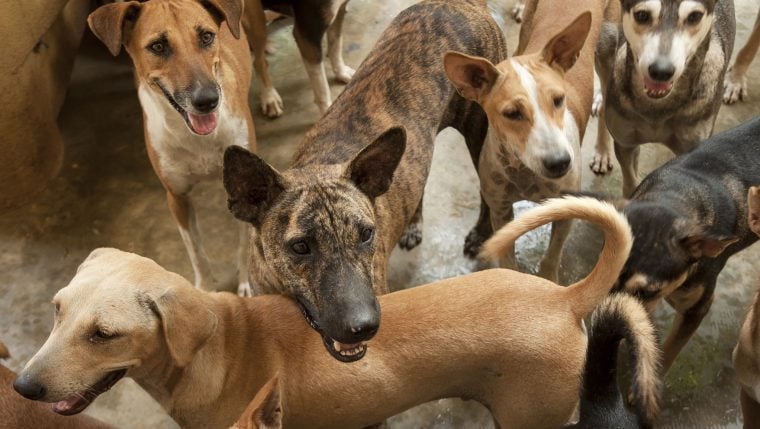 Besitzer von über 60 Hunden sieht sich mit weiteren Anklagen wegen Tierquälerei konfrontiert