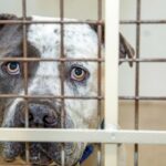 68 Hunde aus „Horten-Situation“ in Indiana gerettet