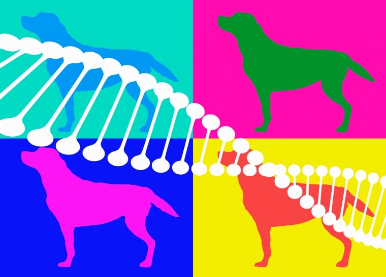 DNA und Hunde