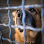Portrait of a sad dog, locked in an animal shelter. A dog behind bars in a playpen.