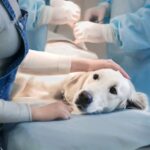 Poisoned dog at vet