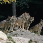 Pack of Gray Wolves