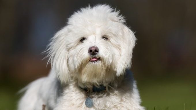 Coton de Tulear im Freien im Gras Hund vom Nachbarn erschossen