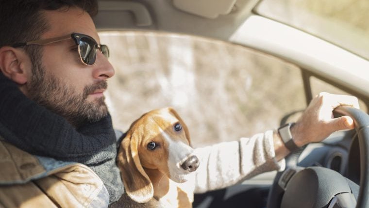 Umfrage bei Hundebesitzern zeigt, dass Hunde das Autofahren behindern