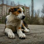 Neue Studie zeigt, wie sich die DNA von Tschernobyl-Hunden verändert hat