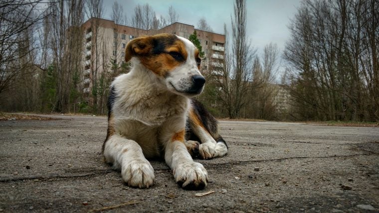 Neue Studie zeigt, wie sich die DNA von Tschernobyl-Hunden verändert hat