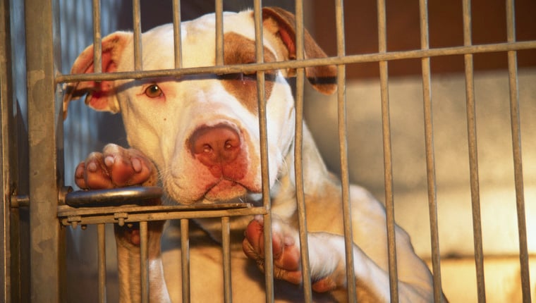 Das Tierheim in Atlanta drängt auf Adoptionen nach ernsthafter Überfüllung