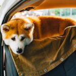 Die FDA genehmigt Maropitant Citrat, ein Medikament gegen Reisekrankheit für Hunde