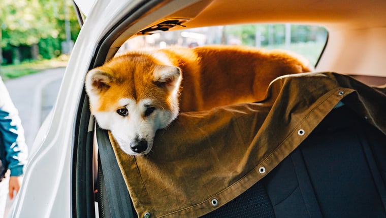 Die FDA genehmigt Maropitant Citrat, ein Medikament gegen Reisekrankheit für Hunde