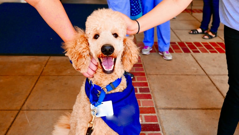 Die Rettungssanitätergruppe in Florida stellt Therapiehunde für Ersthelfer ein