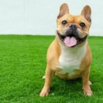 Französische Bulldogge: Wissenswertes über Frenchies