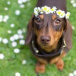 Dackel: Lustige Fakten über Wiener Hunde