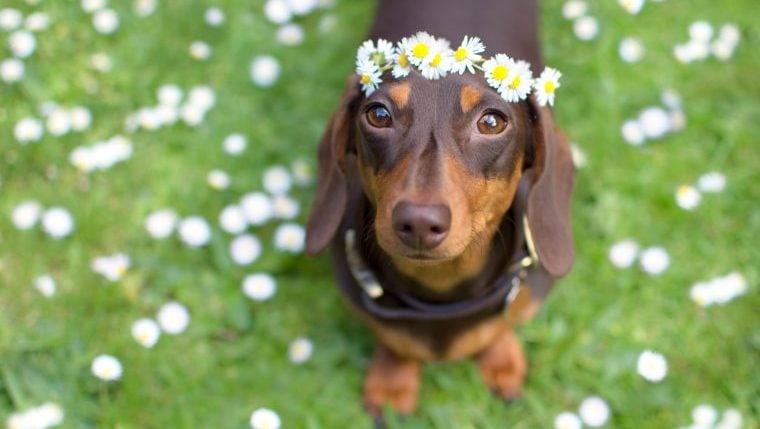 Dackel: Lustige Fakten über Wiener Hunde
