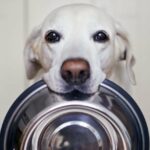 5 Gründe, warum Ihr Hund immer hungrig ist (und was Sie dagegen tun können)