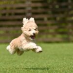 5 Möglichkeiten, wie sich das Verhalten von Hunden im Frühling ändert