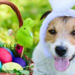 Tipps für die Sicherheit Ihres Hundes an Ostern