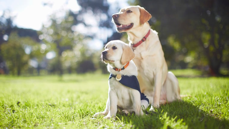 Welpe vs. erwachsener Hund: Hunde in welchem ​​Alter sollten Sie adoptieren?