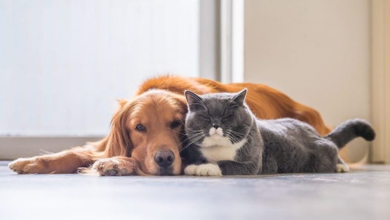 10 katzenfreundliche Hunderassen für Haushalte mit mehreren Haustieren