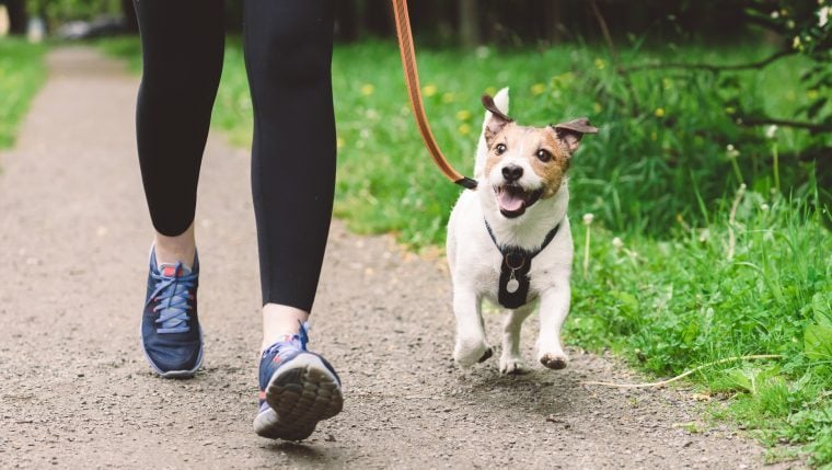 Der vollständige Hunderassenführer für Menschen, die lange Spaziergänge mögen