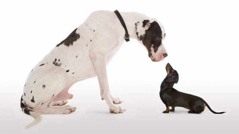 Welche Hundegröße sollten Sie adoptieren?