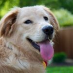 4 Gründe, warum die Zunge Ihres Hundes herausragt