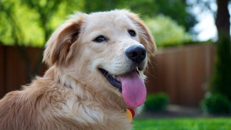 4 Gründe, warum die Zunge Ihres Hundes herausragt