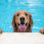 So gewöhnen Sie Ihren Hund sicher und bequem an das Wasser