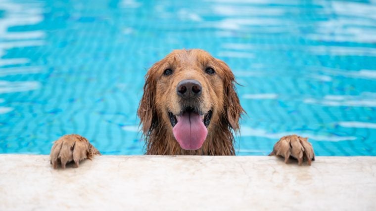 So gewöhnen Sie Ihren Hund sicher und bequem an das Wasser