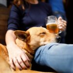 Shelter Dog zeigt Anzeichen von Alkoholentzug