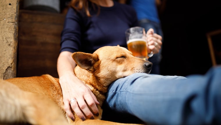 Shelter Dog zeigt Anzeichen von Alkoholentzug