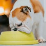 Wie Langsamfutternäpfe die Verdauung von Hunden unterstützen