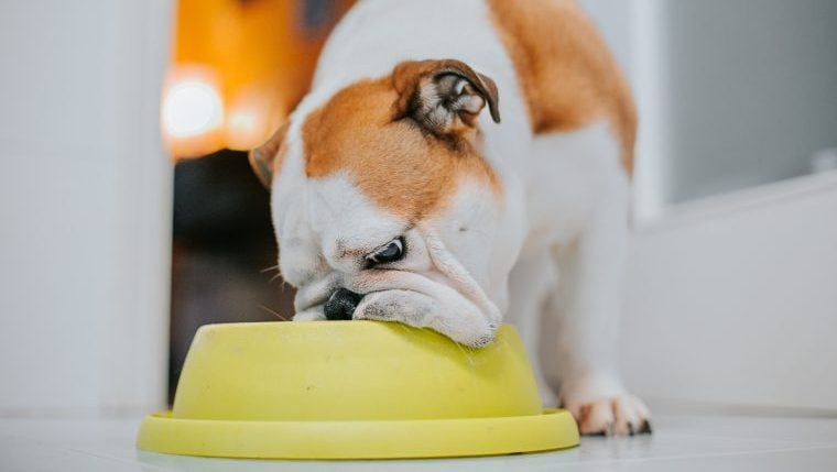Wie Langsamfutternäpfe die Verdauung von Hunden unterstützen