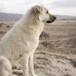 Herdenschutzhunde helfen Viehzüchtern, sich auf Wölfe vorzubereiten