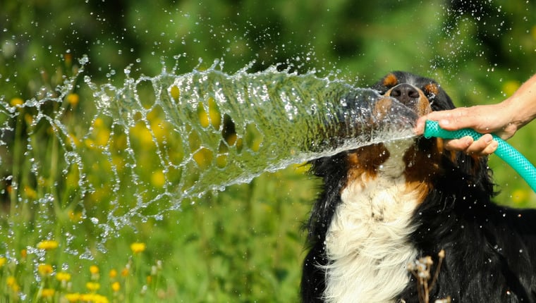So halten Sie Ihren Hund hydriert