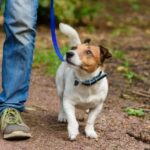 Die vielen Vorteile von Spaziergängen in der Natur für Hunde
