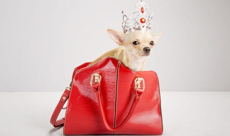 Der kürzeste Hund der Welt ist Pearl der Chihuahua
