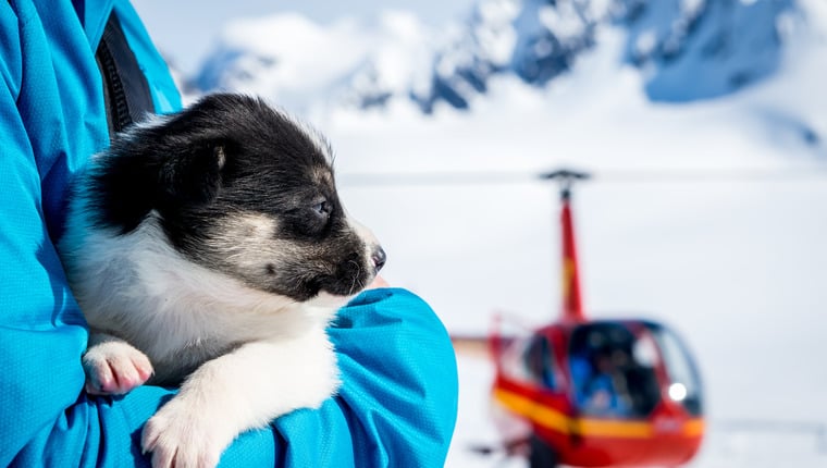 Verlorener Hund auf Meereis in Alaska gestrandet