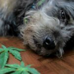 So schützen Sie Ihren Hund vor Cannabis