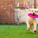 Die häufigsten Gartengefahren für Hunde