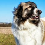 50 beste Namen für Herdenschutzhunde