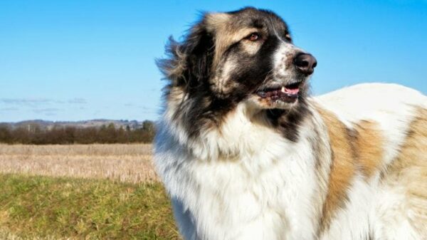 50 beste Namen für Herdenschutzhunde