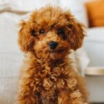 Hund wird auf TikTok für Death Stare viral