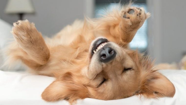 Die 10 offensichtlichsten Zeichen, dass Ihr Hund glücklich ist