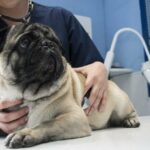 Sollten Sie einen Herzwurm-positiven Hund adoptieren?  Behandlung von Herzwurmerkrankungen