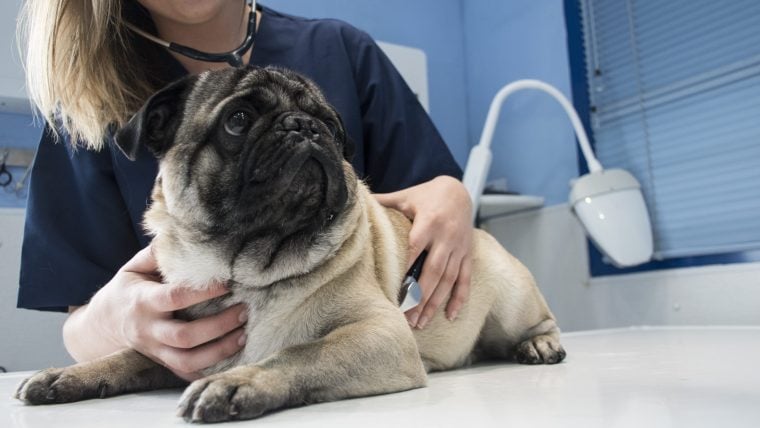 Sollten Sie einen Herzwurm-positiven Hund adoptieren?  Behandlung von Herzwurmerkrankungen